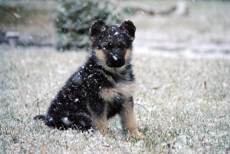 German Shepherd Puppy — Black, Calm, Winter