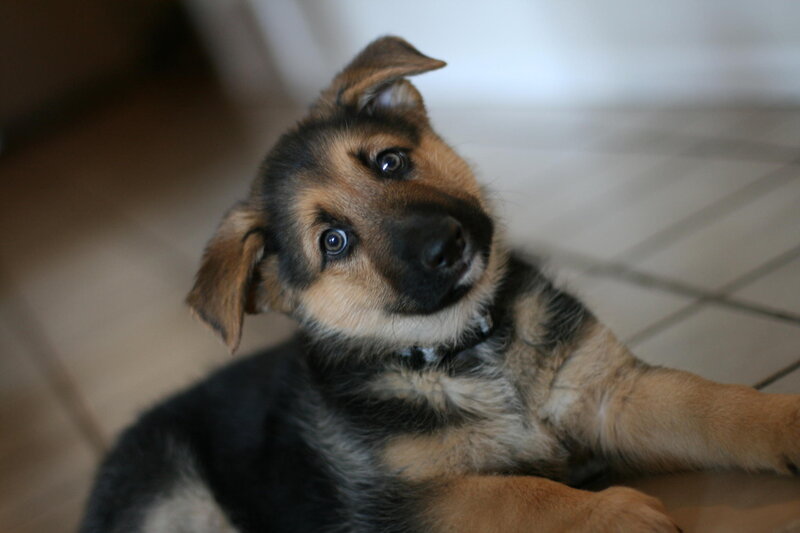German Shepherd Puppy — Black, Curious