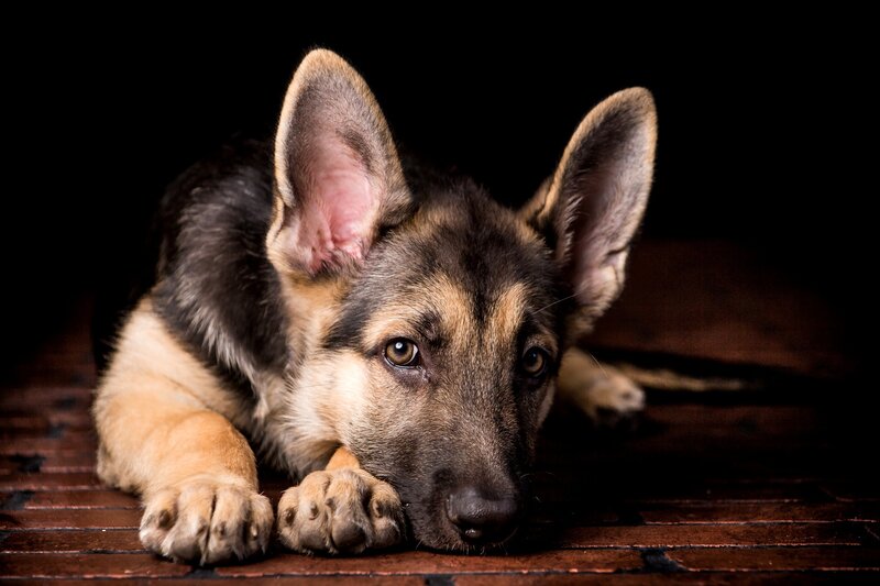 German Shepherd Puppy — Black, Dramatic
