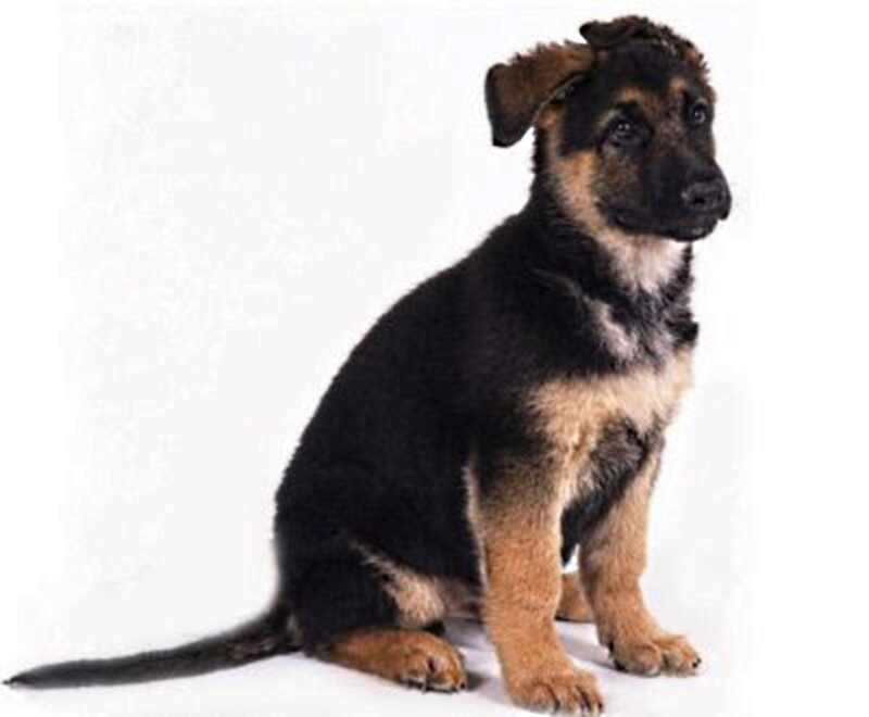 German Shepherd Puppy — Black, Neutral, Photograph