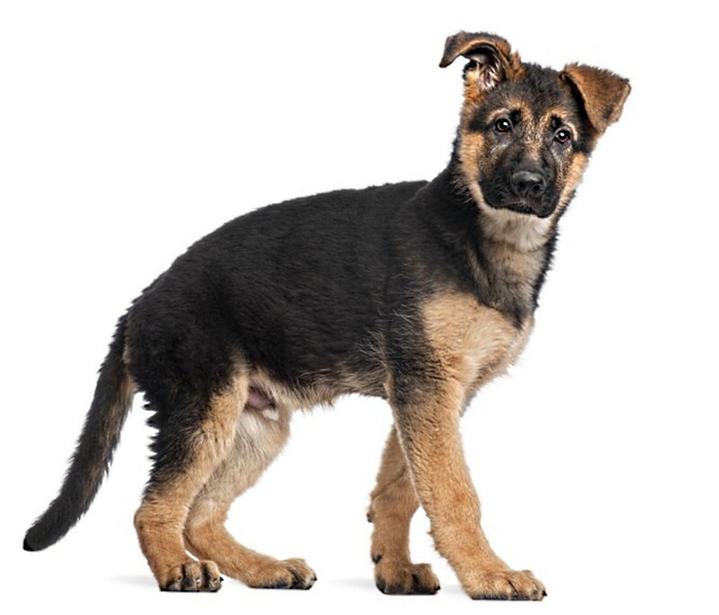 German Shepherd Puppy — Black, Neutral, Photograph, White Background