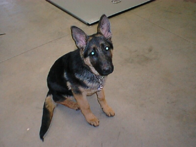 German Shepherd Puppy — Black, Neutral