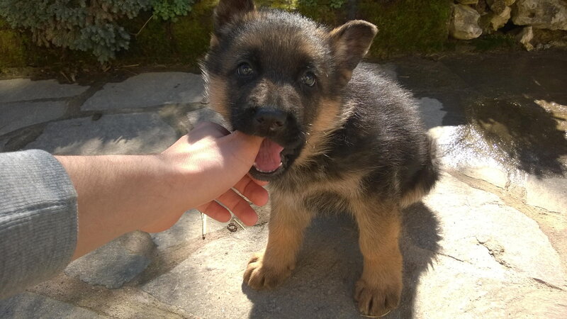 German Shepherd Puppy — Black, Playful, Afternoon, Photograph, Hand