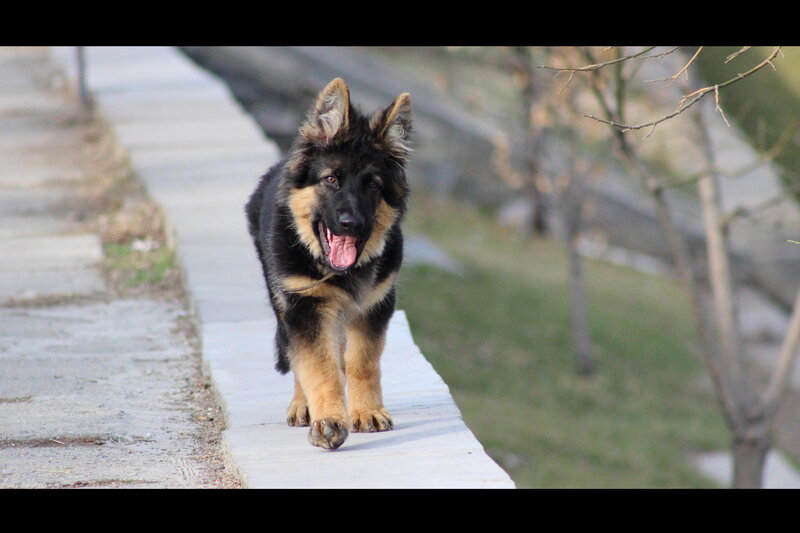 German Shepherd Puppy — Black, Playful, Afternoon, Photograph, Pavement