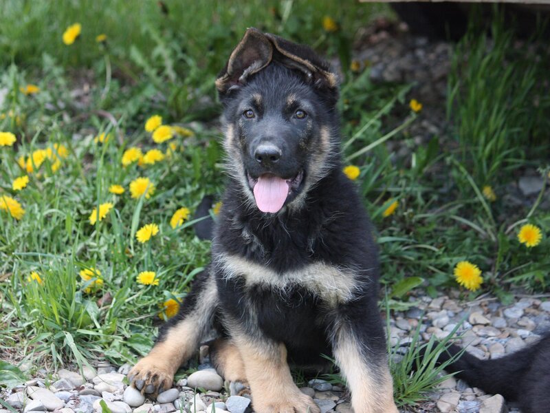 German Shepherd Puppy — Black, Playful, Afternoon
