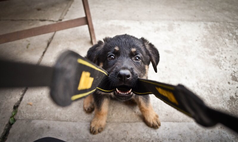 German Shepherd Puppy — Black, Playful, Photograph