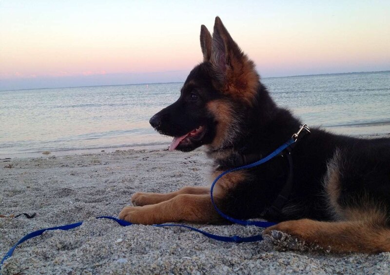 German Shepherd Puppy — Black, Serene
