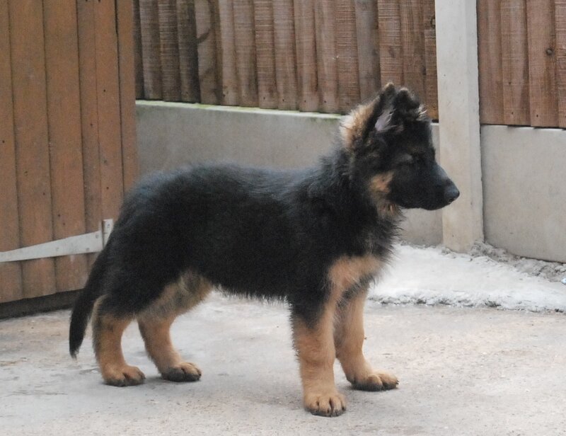 German Shepherd Puppy — Black