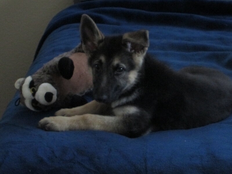 German Shepherd Puppy — Blue, Calm
