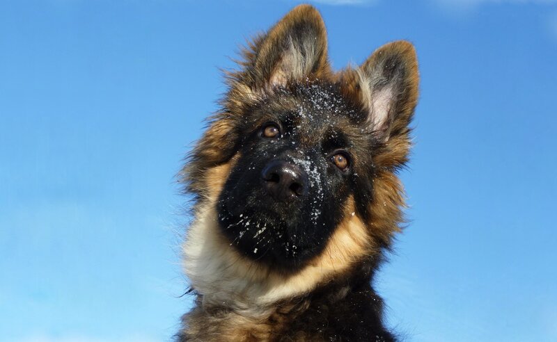 German Shepherd Puppy — Blue