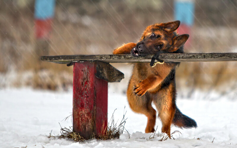 German Shepherd Puppy — Brown, Active