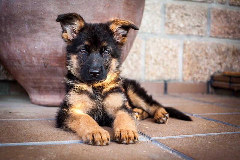 German Shepherd Puppy — Brown, Calm, Afternoon, Photograph, Brick Wall