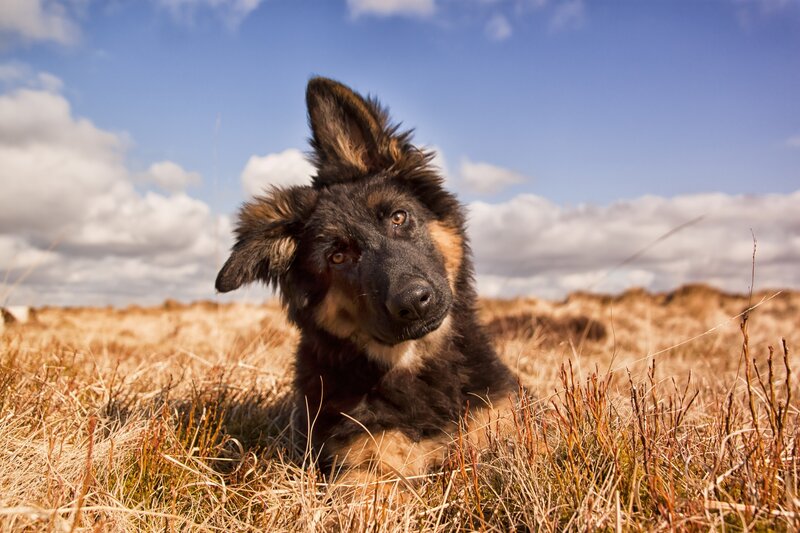 German Shepherd Puppy — Brown, Calm, Afternoon, Photograph, Grass, Sky