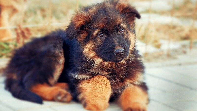 German Shepherd Puppy — Brown, Calm, Afternoon, Photograph, Wooden Surface