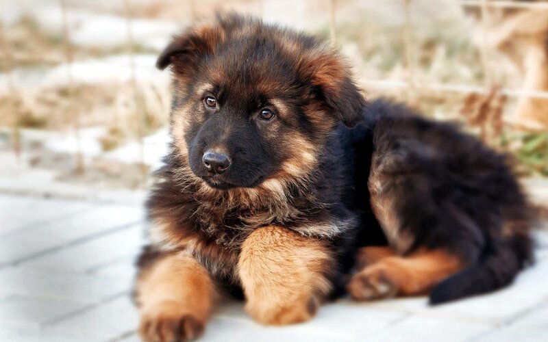 German Shepherd Puppy — Brown, Calm, Afternoon