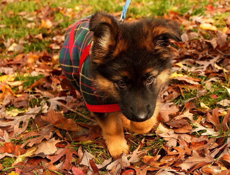 German Shepherd Puppy — Brown, Calm, Autumn