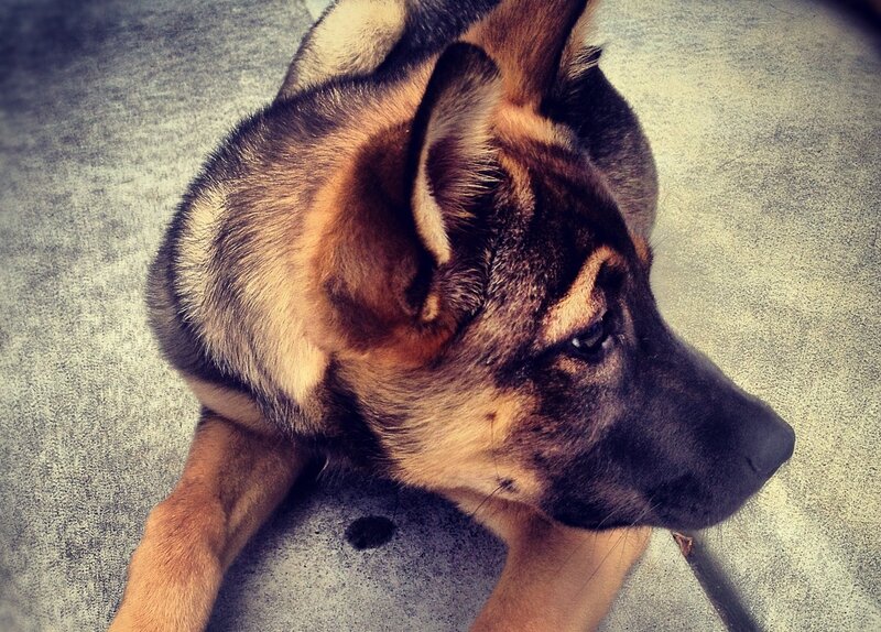 German Shepherd Puppy — Brown, Calm, Photograph, Concrete