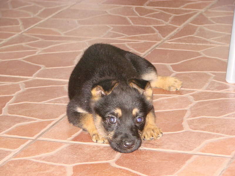 German Shepherd Puppy — Brown, Calm, Photograph, Floor, Paw