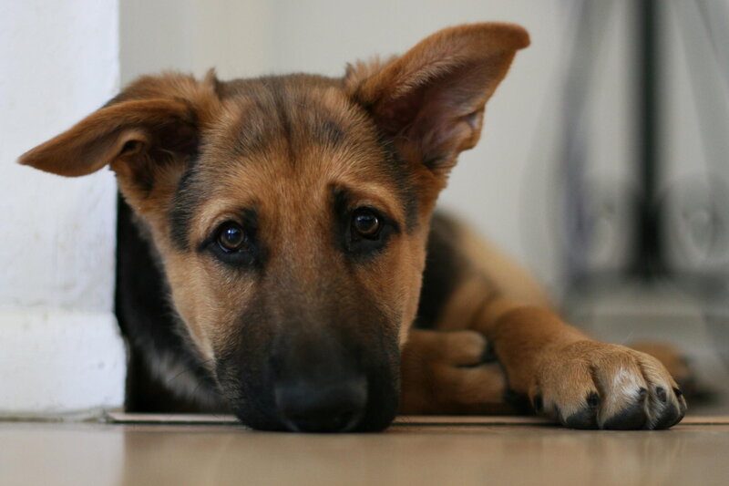 German Shepherd Puppy — Brown, Calm, Photograph, Floor
