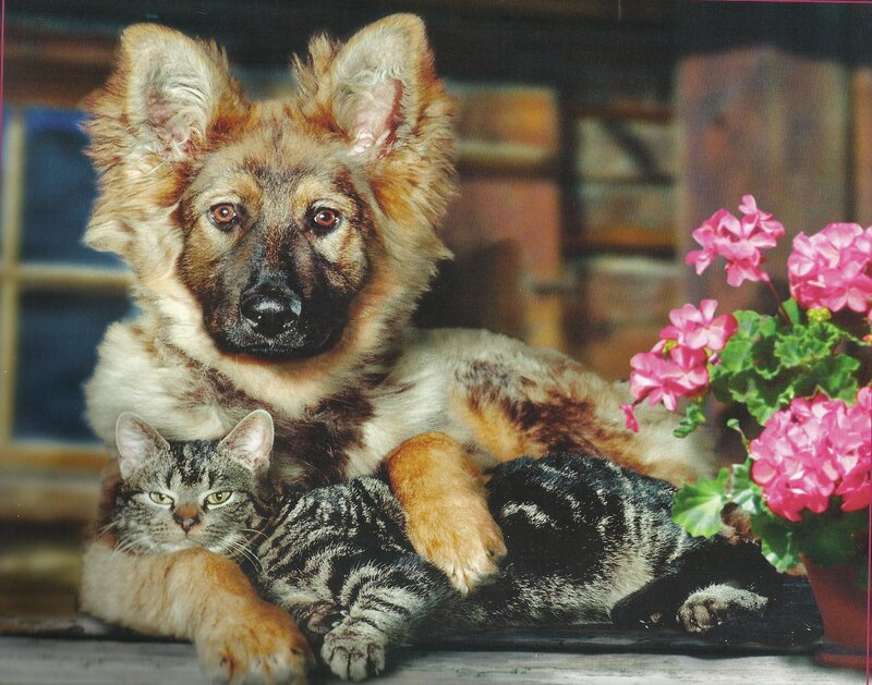 German Shepherd Puppy — Brown, Calm, Photograph