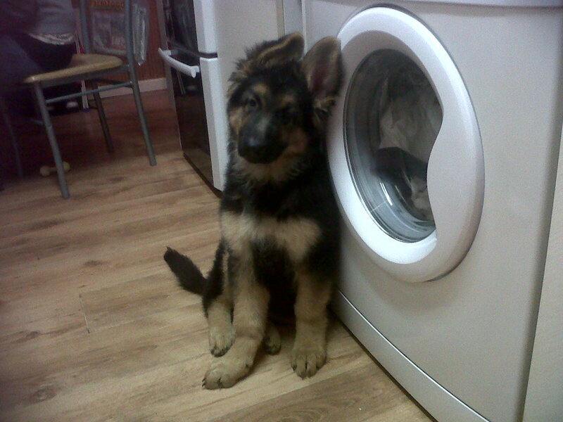 German Shepherd Puppy — Brown, Calm, Photograph, Washing Machine