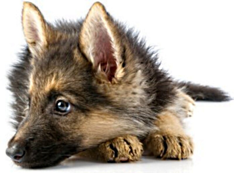 German Shepherd Puppy — Brown, Calm, Photograph, White Background