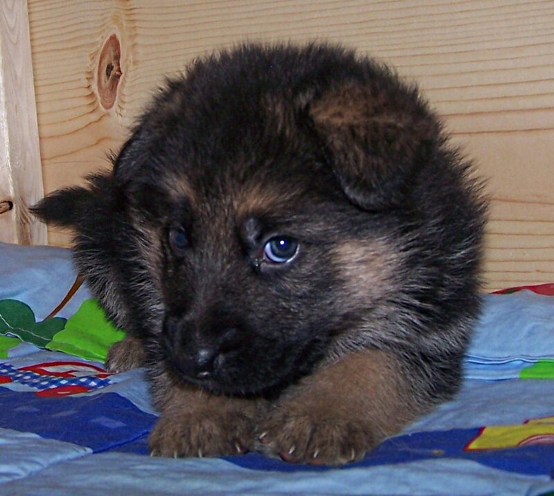 German Shepherd Puppy — Brown, Calm, Photograph, Wooden Wall