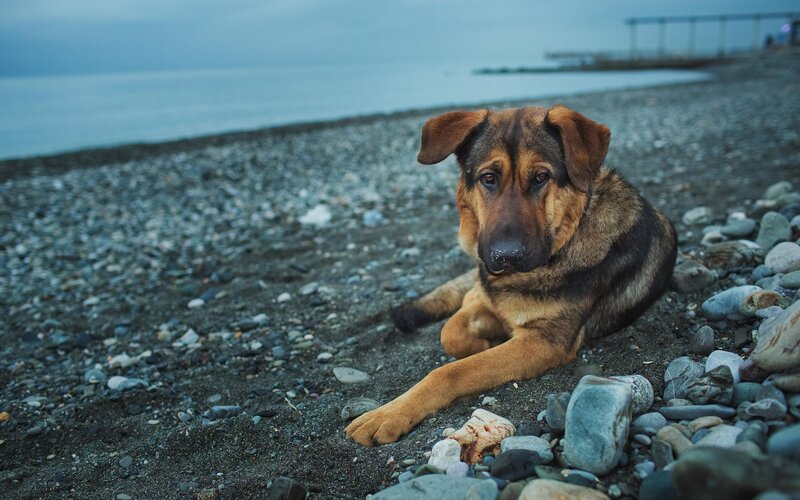German Shepherd Puppy — Brown, Calm, Sunset, Photograph
