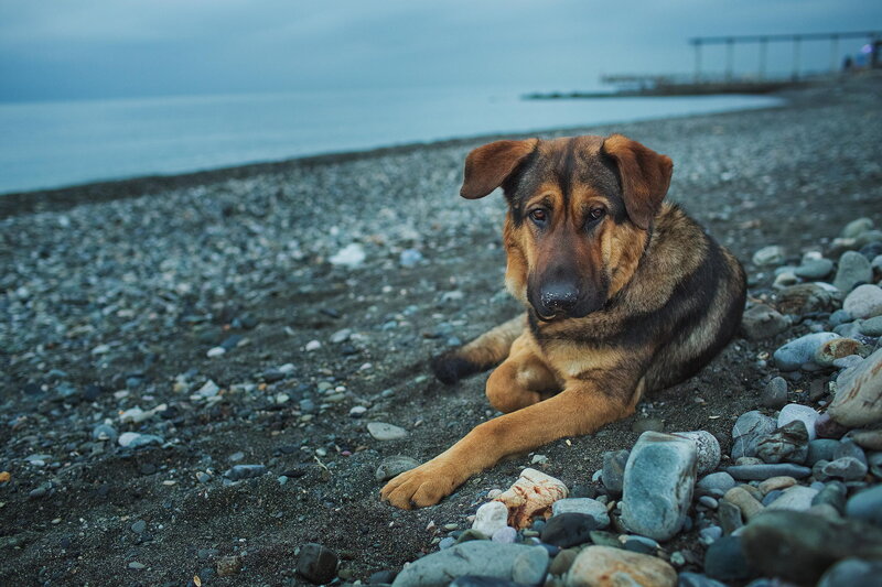 German Shepherd Puppy — Brown, Calm, Sunset