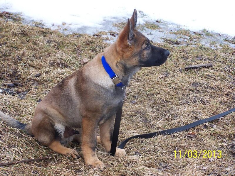 German Shepherd Puppy — Brown, Calm