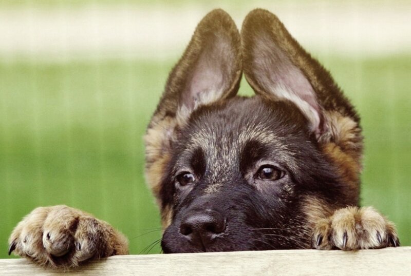 German Shepherd Puppy — Brown, Curious