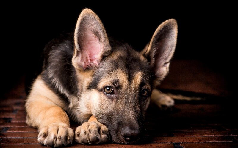 German Shepherd Puppy — Brown, Dramatic, Photograph