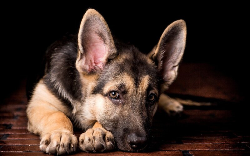 German Shepherd Puppy — Brown, Dramatic, Photograph, Wooden Floor