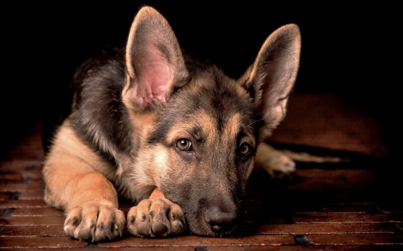 German Shepherd Puppy — Brown, Dramatic