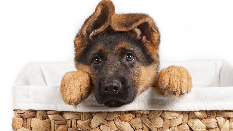 German Shepherd Puppy — Brown, Innocent, Photograph