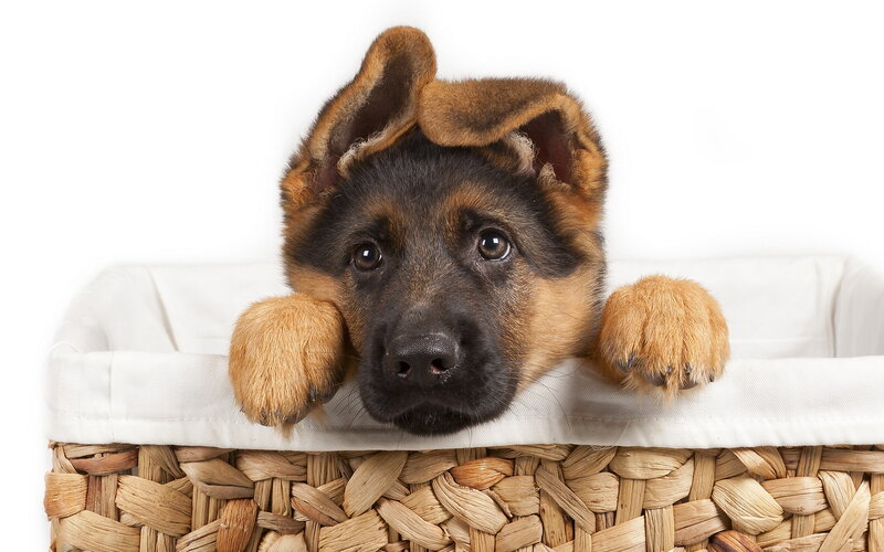 German Shepherd Puppy — Brown, Innocent