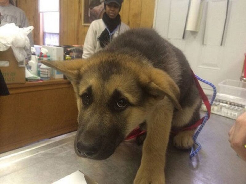 German Shepherd Puppy — Brown, Neutral, Photograph