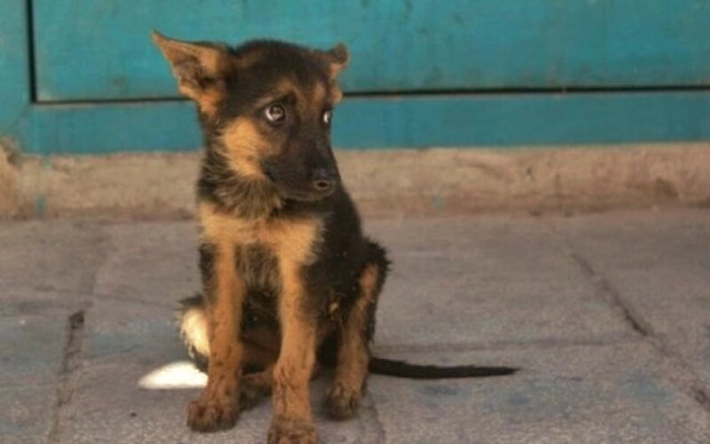 German Shepherd Puppy — Brown, Neutral