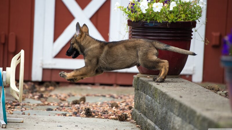 German Shepherd Puppy — Brown, Playful, Afternoon