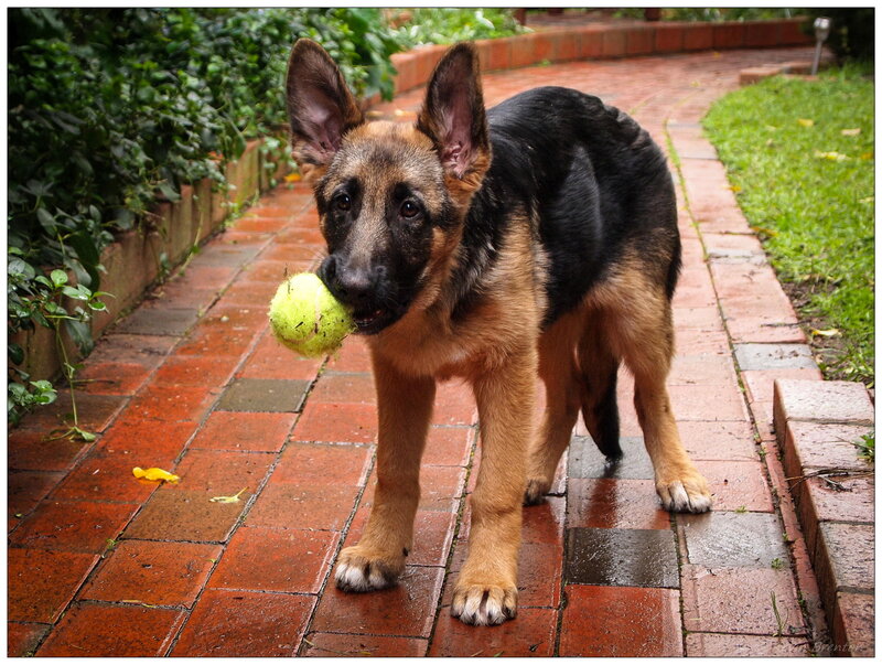 German Shepherd Puppy — Brown, Playful, Photograph