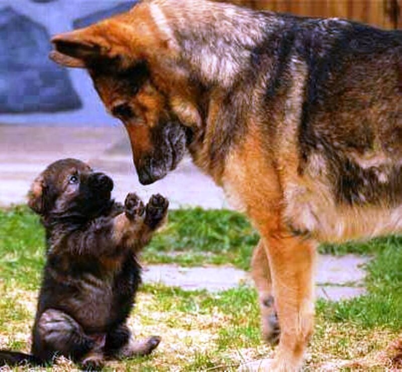 German Shepherd Puppy — Brown, Playful
