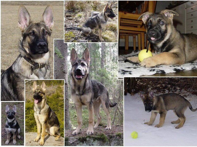 German Shepherd Puppy — Brown