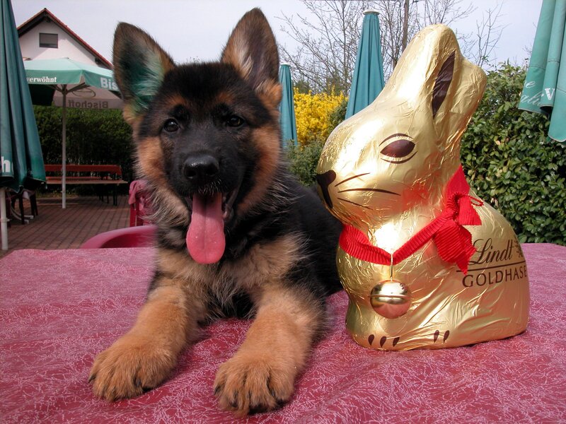 German Shepherd Puppy — Gold