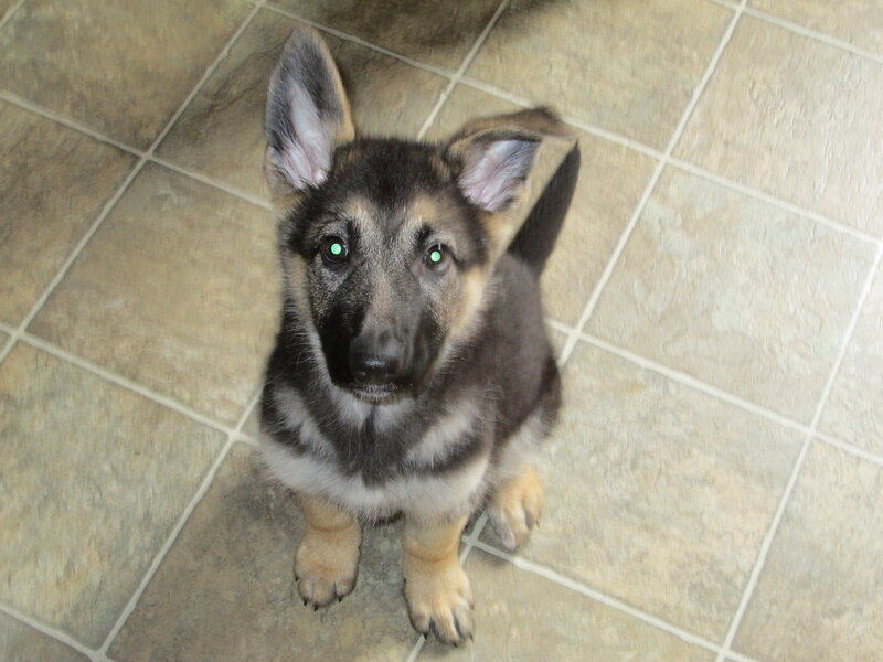 German Shepherd Puppy — Gray