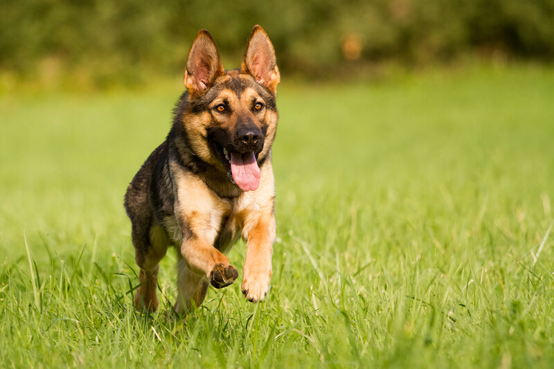 German Shepherd Puppy — Green, Active
