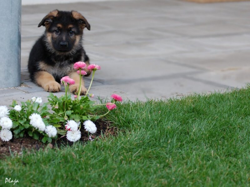 German Shepherd Puppy — Green, Calm, Afternoon, Photograph, Flowers