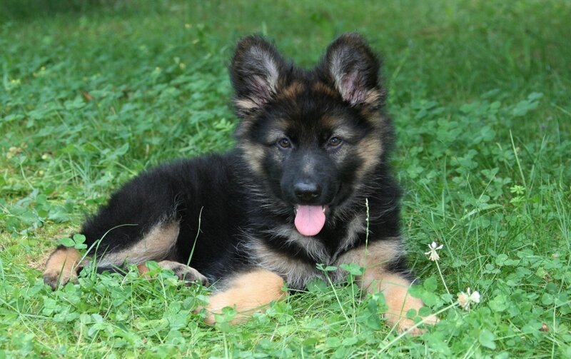 German Shepherd Puppy — Green, Calm, Afternoon, Photograph, Grass, Clover, Tongue