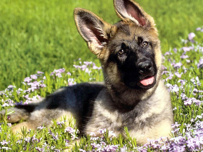 German Shepherd Puppy — Green, Calm, Afternoon, Photograph, Grass, Flowers, Purple