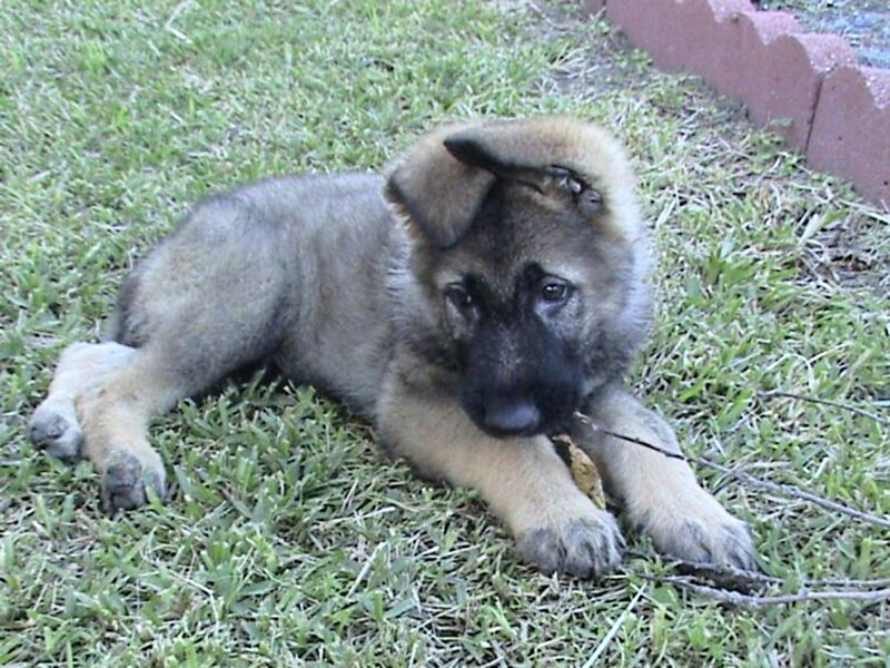 German Shepherd Puppy — Green, Calm, Afternoon, Photograph, Grass, Stick