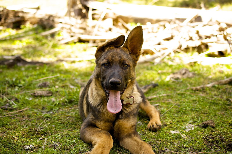 German Shepherd Puppy — Green, Calm, Afternoon, Photograph, Grass, Sunlight